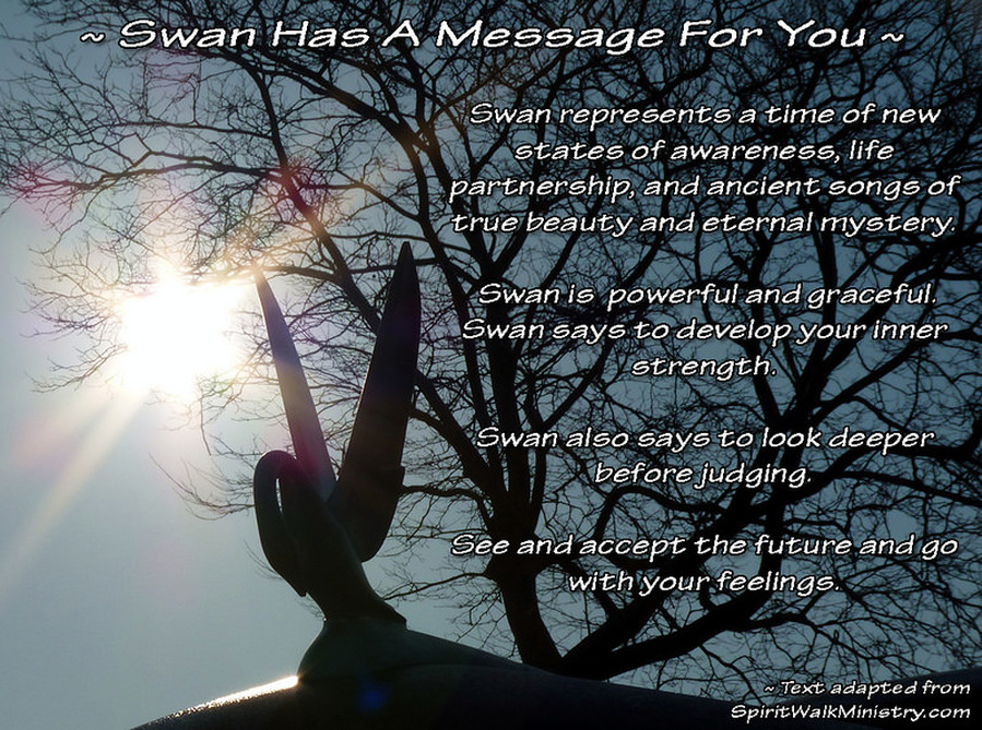 swan spiritual meaning