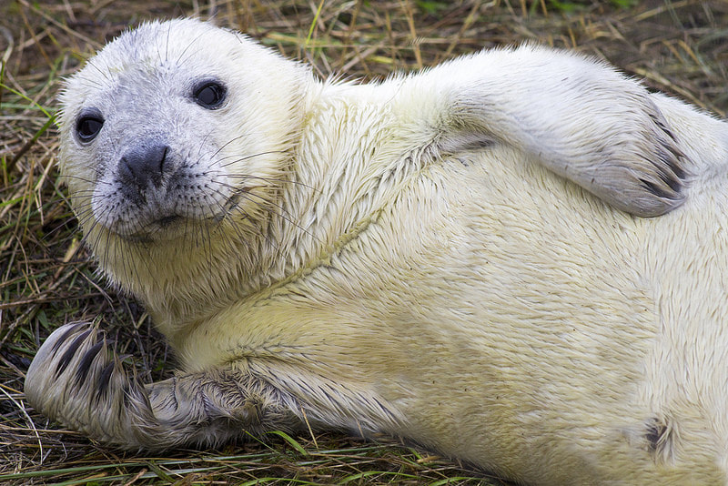 seal, sea lion spiritual meaning