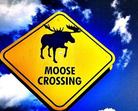 moose crossing animal sign