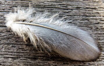 gray feather on wood