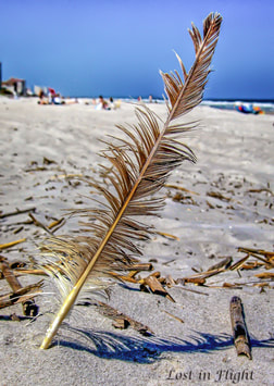 feather sticking out of sand on beach