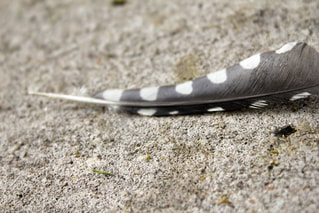 black feather with white dots