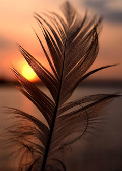 feather and sunset background