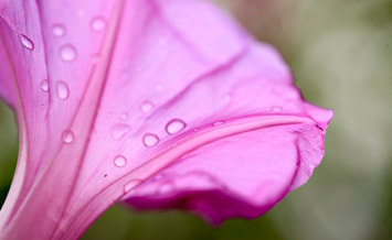 purple flower, petals  with light