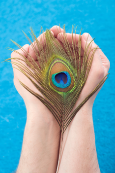 hands holding peacock feather