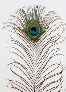 peacock feather in white background