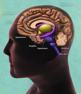 head with brain diagram