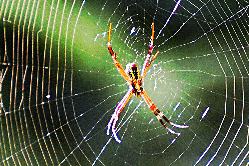 spider spiritual meaning