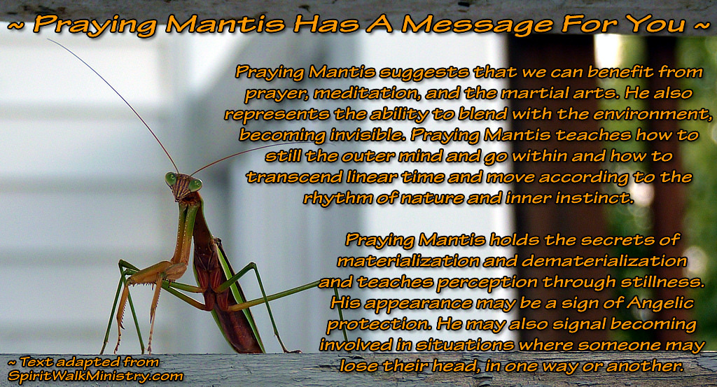 Praying Mantis spiritual meaning