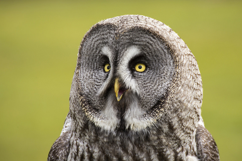 owl spiritual meaning