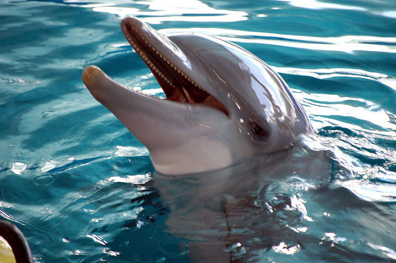 dolphin spiritual meaning
