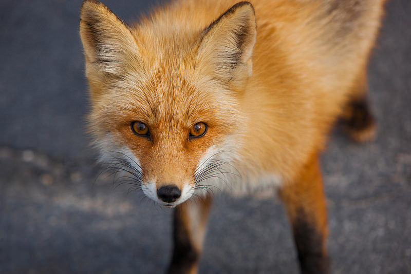 fox spiritual meaning