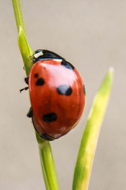 ladybug spiritual meaning