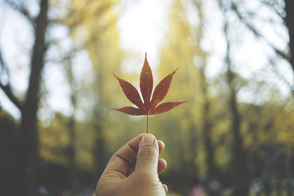 hand holding leaf in nature