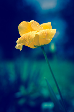 light shining on yellow flower