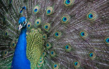 peacock spiritual meaning
