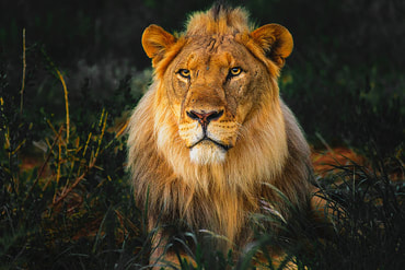 lion in nature