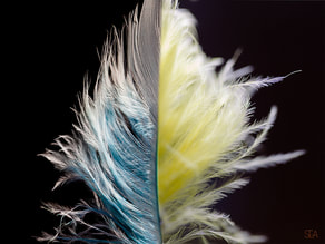 Blue and yellow feather.