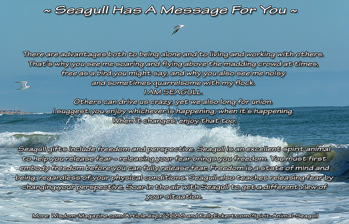 seagull spiritual meaning, message