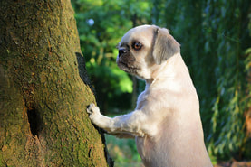 dog and tree