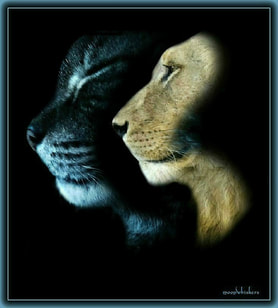 two lion faces, dark background
