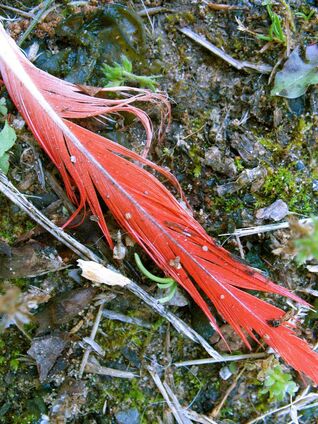 red feather on ground