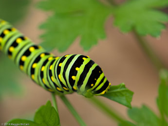 caterpillar spiritual meaning