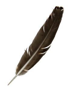 black feather, white background