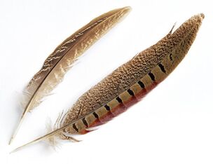 Sample of brown and black feathers.