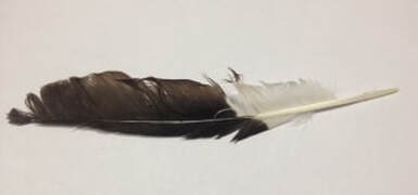 Black and white feather