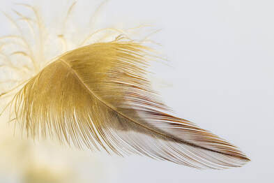 golden feather