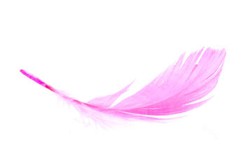 pink feather white background