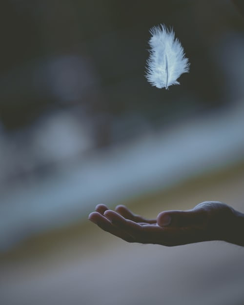 white feather floating onto hand