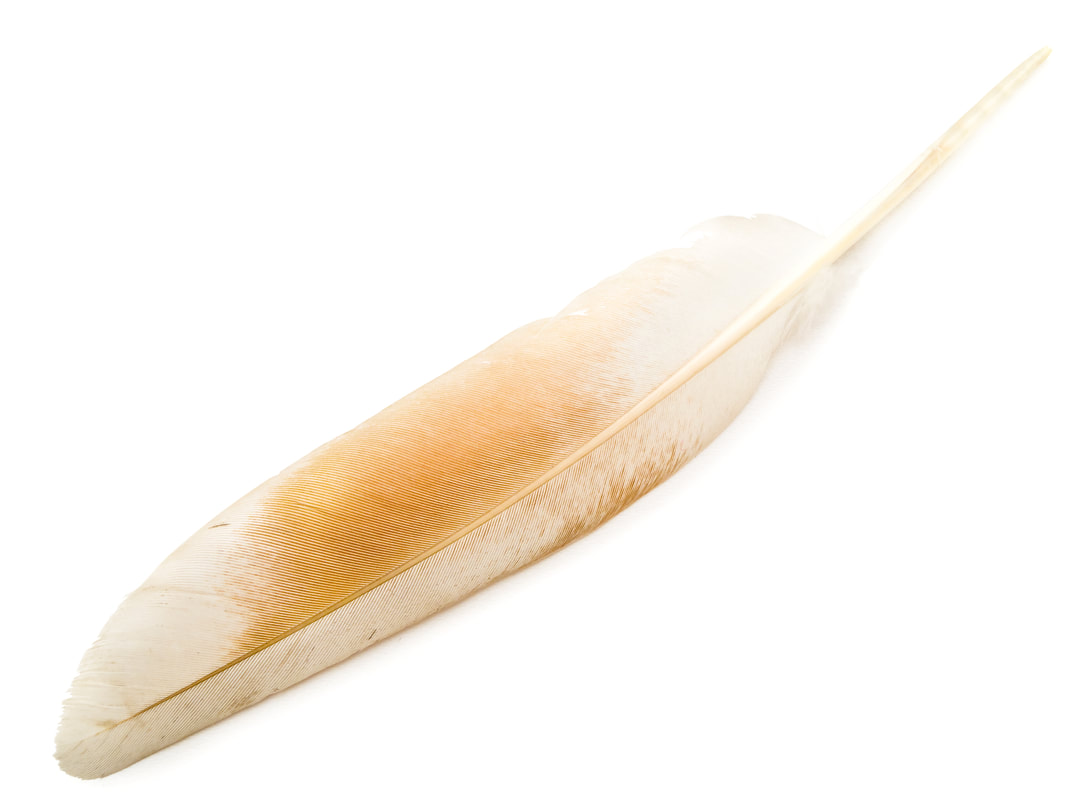Light brown and white feather.