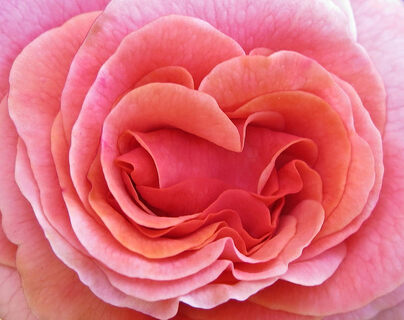 close up of pink rose with open petals