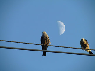 last quarter moon in night sky with birds sitting on electrical wire