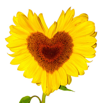 bright, high vibrational yellow sunflower heart shape