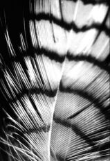 Black and white striped feather