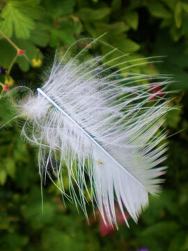 white feather green natuure