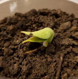 seed in soil