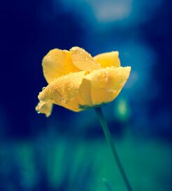 yellow flower awakening, opening its petals in the light