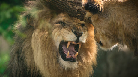 two fierce lions