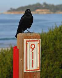 911 sign and crow omen