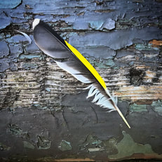 Black, white and yellow feather
