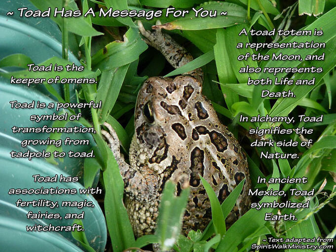 toad spiritual meaning, message