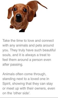 Message about Animal Communication from Psychic Natalia Kuna