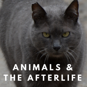 animals and the afterlife