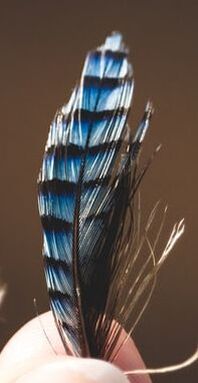 Black and blue feather