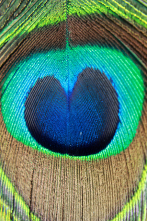 What Do Feathers Symbolize Spiritually By Color, Shape + Origin?
