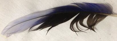 Black and purple feather